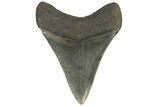 Serrated, Fossil Megalodon Tooth - South Carolina #180983-2